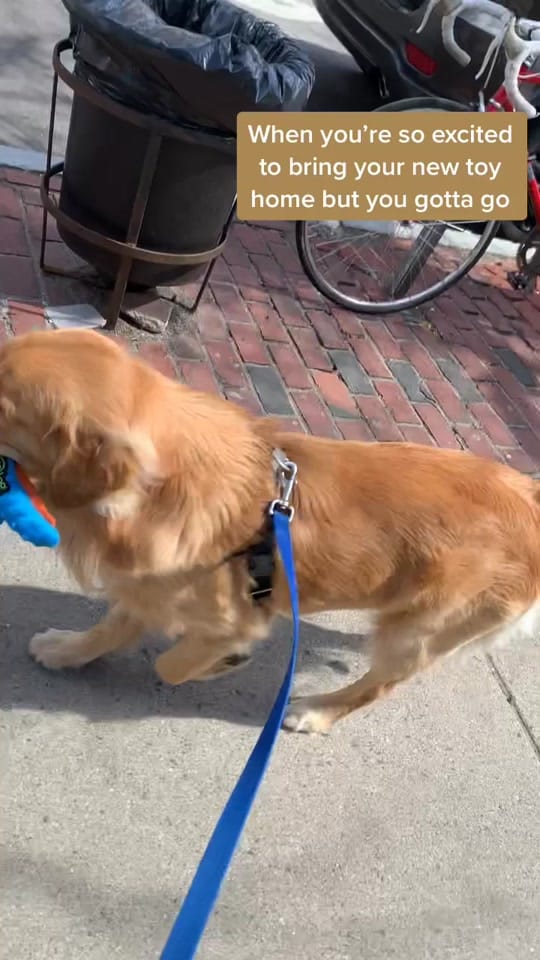 Post 9 by Rufus & Obie on TikTok (video)