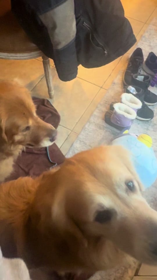 Post 3 by Rufus & Obie on TikTok (video)