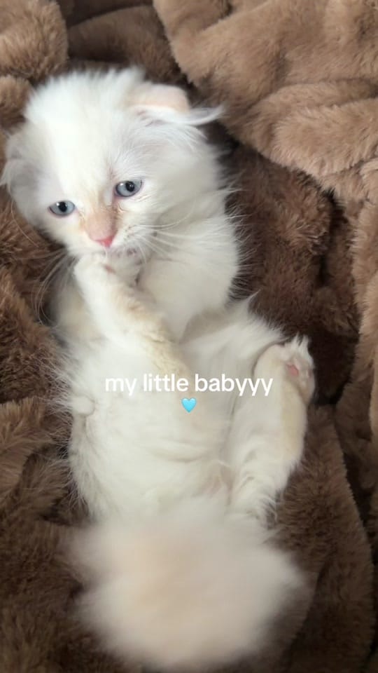 Post 10 by Amanda Curseaden on TikTok (video)