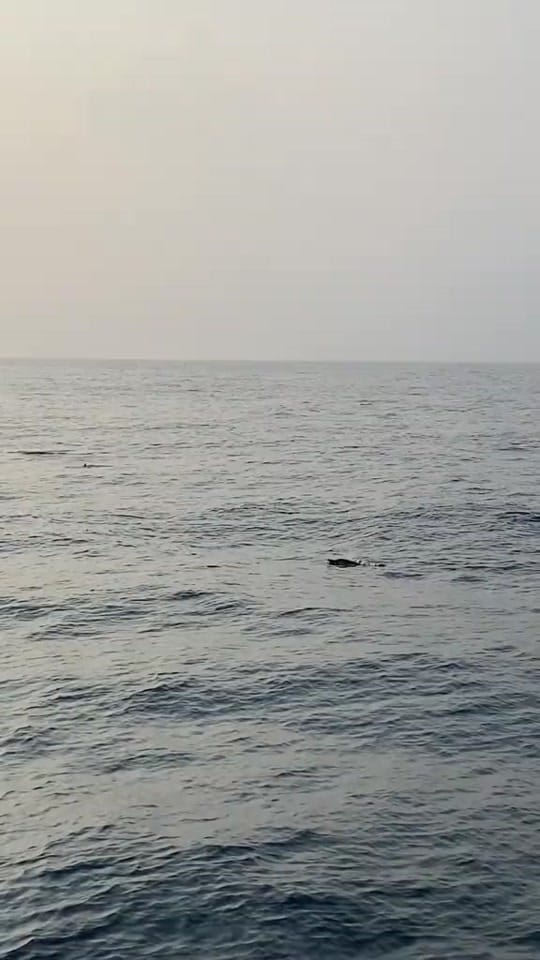 Post 10 by GAIA NUSANTARA on TikTok (video)