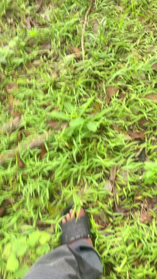 Post 4 by GAIA NUSANTARA on TikTok (video)