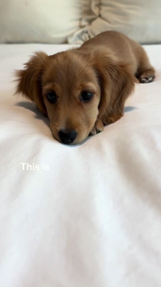 Post 10 by penny the weenie 🩷 on TikTok (video)
