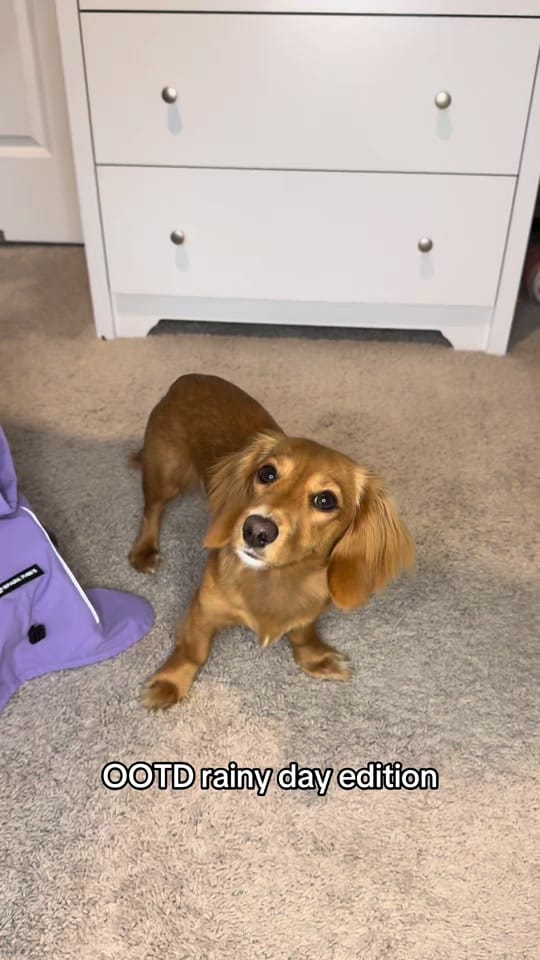 Post 2 by penny the weenie 🩷 on TikTok (video)