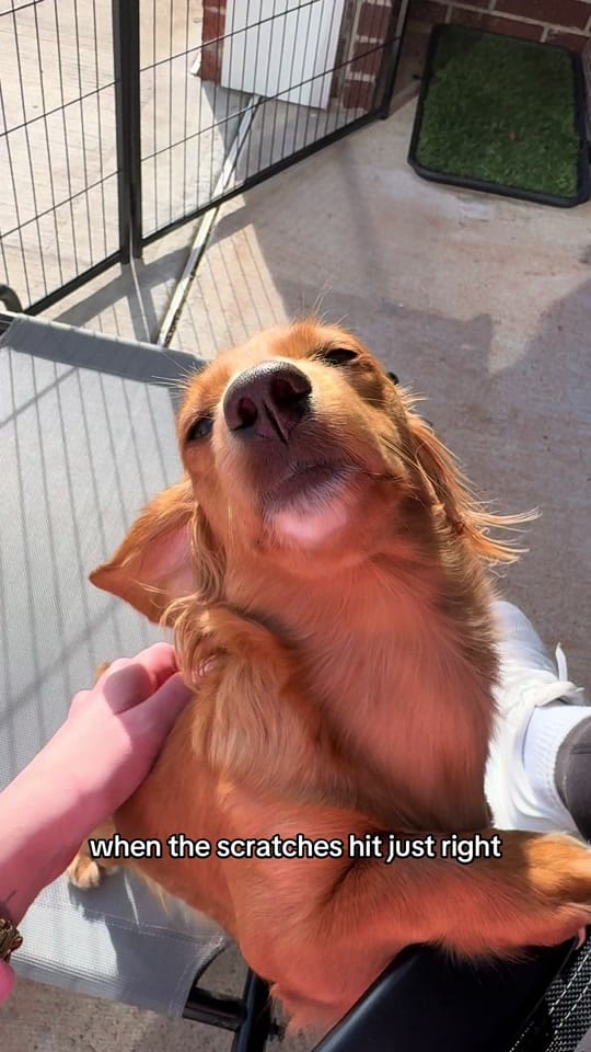 Post 1 by penny the weenie 🩷 on TikTok (video)