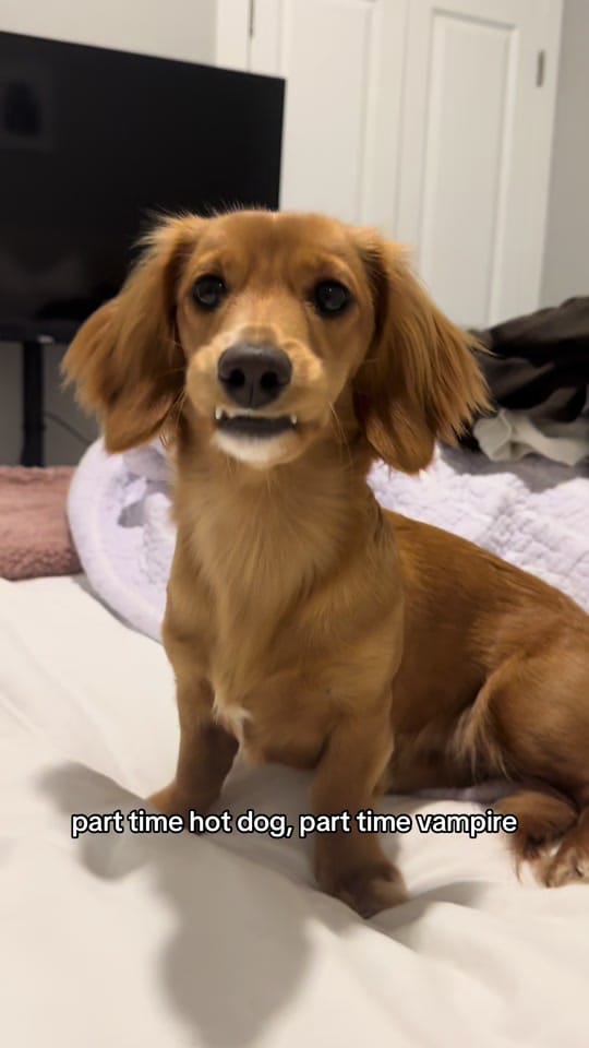 Post 4 by penny the weenie 🩷 on TikTok (video)