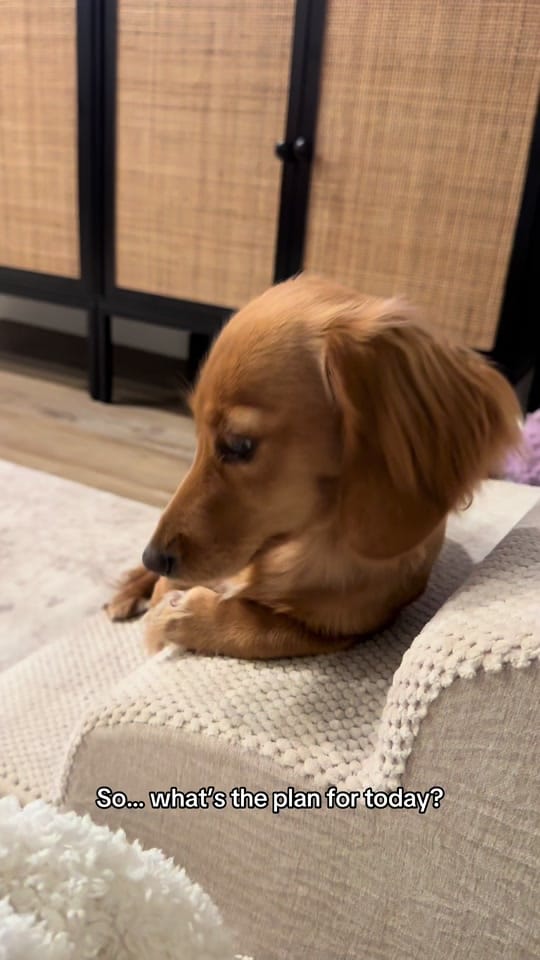 Post 5 by penny the weenie 🩷 on TikTok (video)