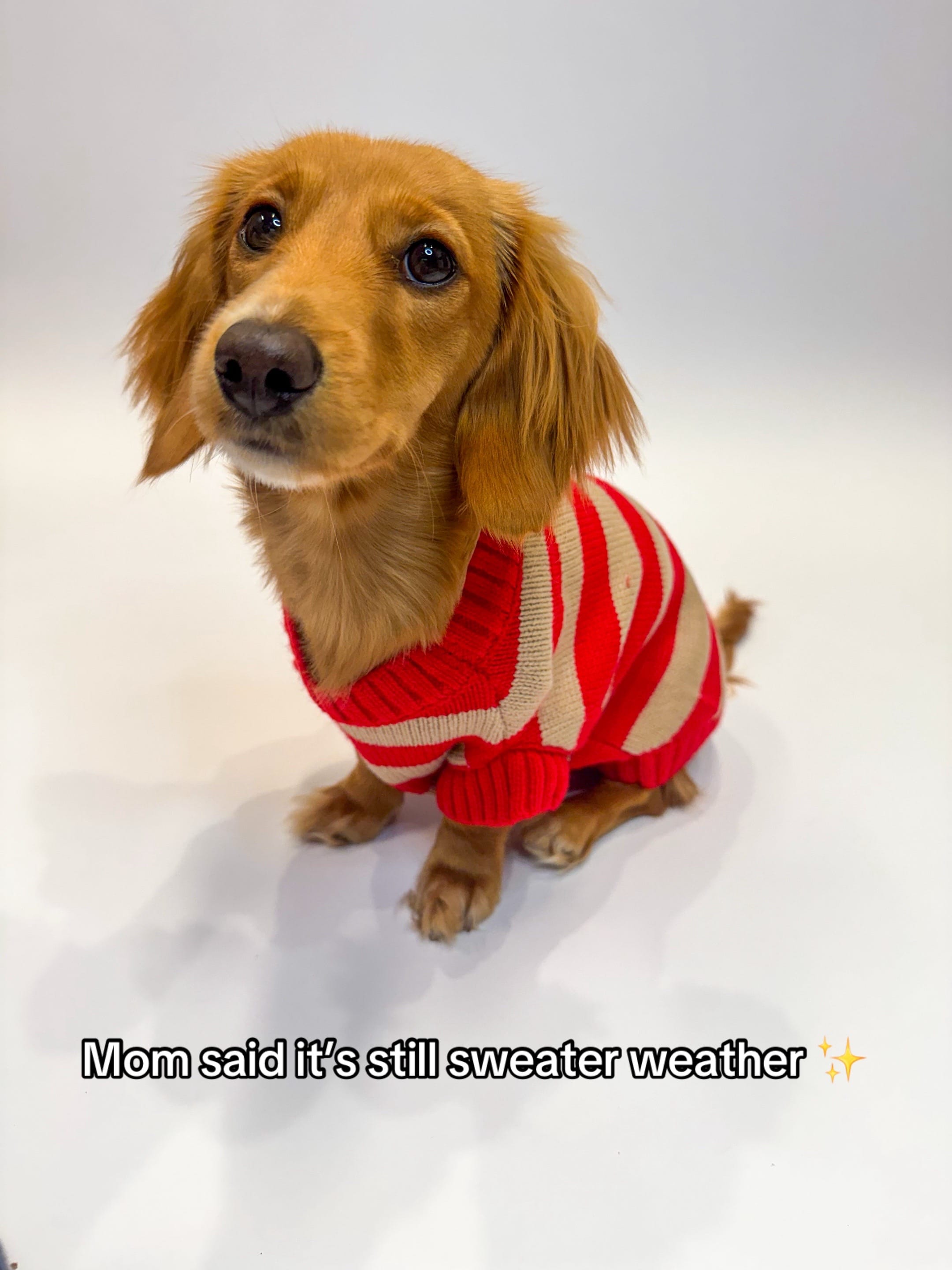 Post 3 by penny the weenie 🩷 on TikTok (video)