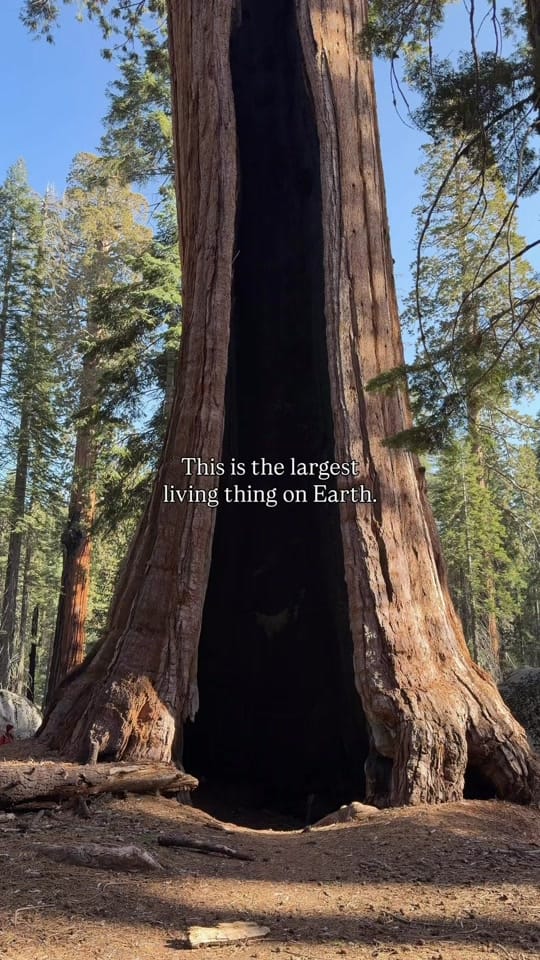 Post 5 by Discover California on TikTok (video)