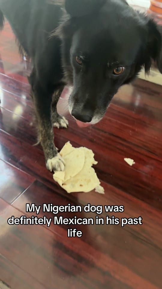 Post 7 by NigerianAmericanFamily🇳🇬🇺🇸 on TikTok (video)