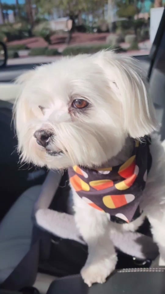 Post 6 by Bri Juin | Food & Travel ♥️ on TikTok (video)