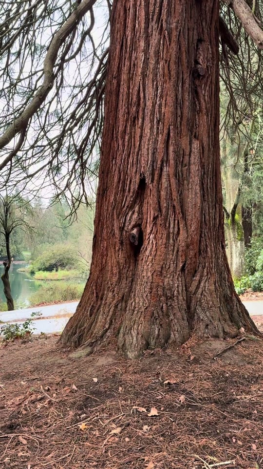 Post 9 by Nicole in PDX on TikTok (video)