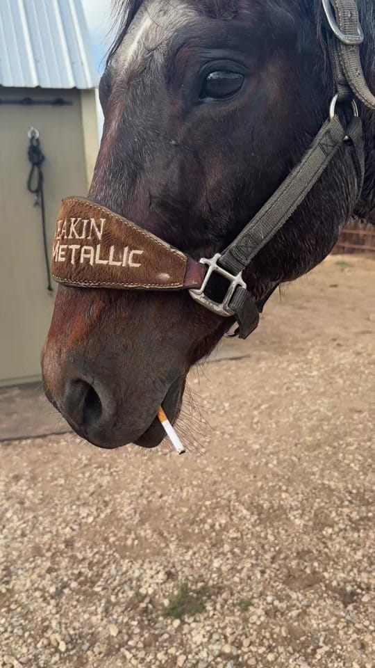 Post 5 by Michelle Moore on TikTok (video)