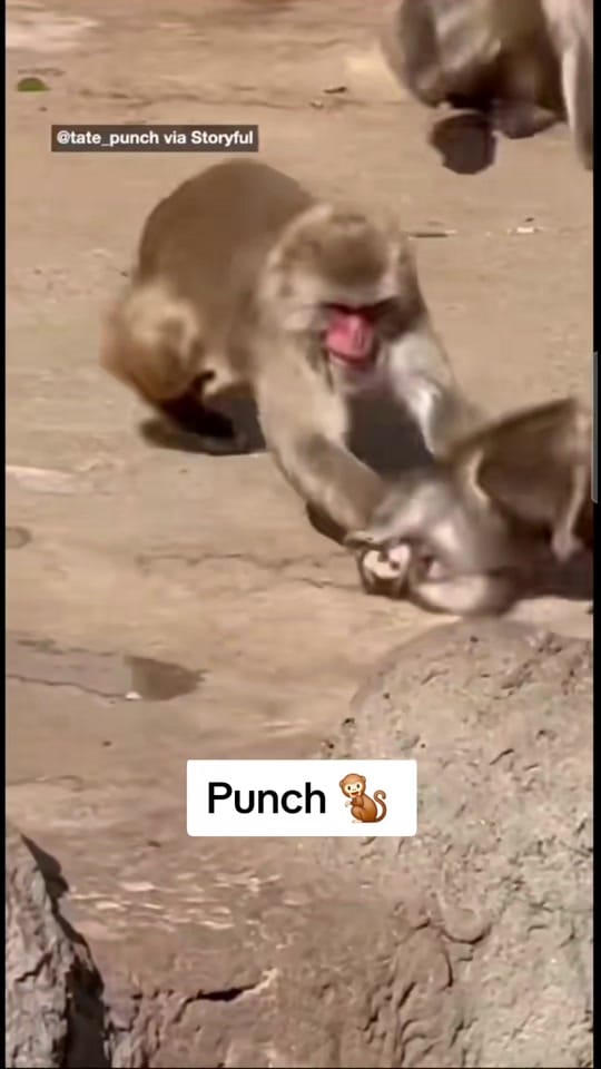 Post 7 by Susanna Mayes on TikTok (video)