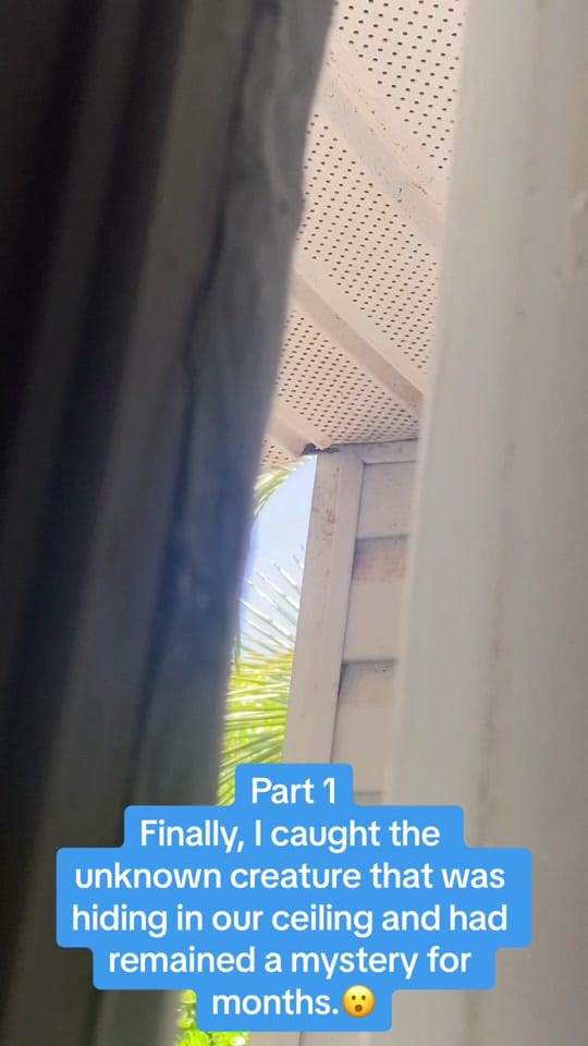 Post 9 by Jem Calobrace on TikTok (video)