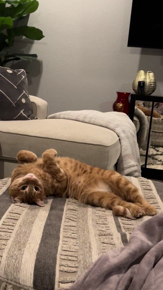 Post 1 by Warda on TikTok (video)