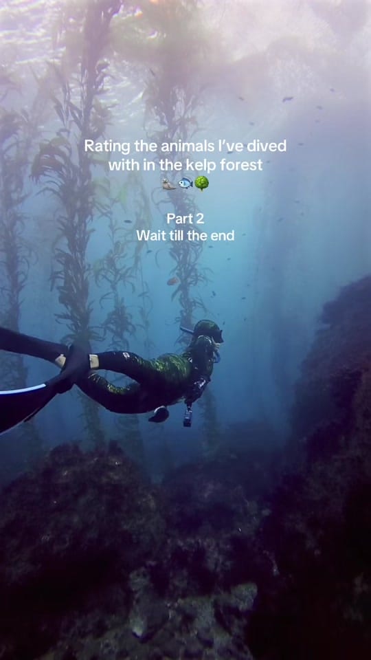 Post 7 by Tammy | Travel & Diving 🏝️ on TikTok (video)