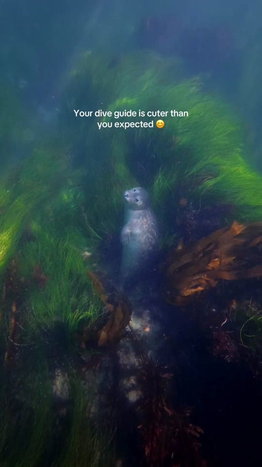 Post 10 by Tammy | Travel & Diving 🏝️ on TikTok (video)
