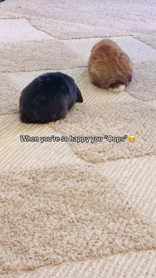 Post 1 by Anji on TikTok (video)