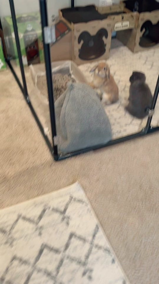 Post 10 by Anji on TikTok (video)