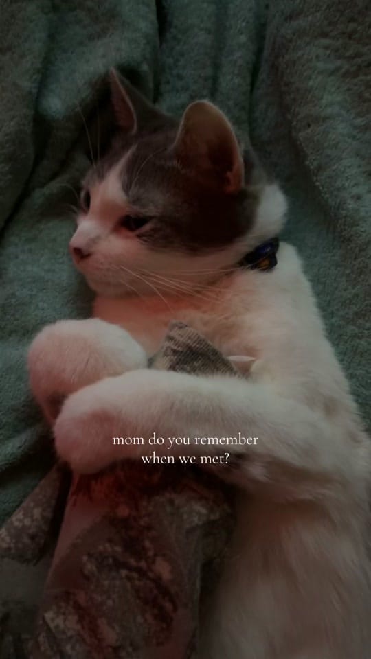 Post 6 by hannah.mcbee on TikTok (video)