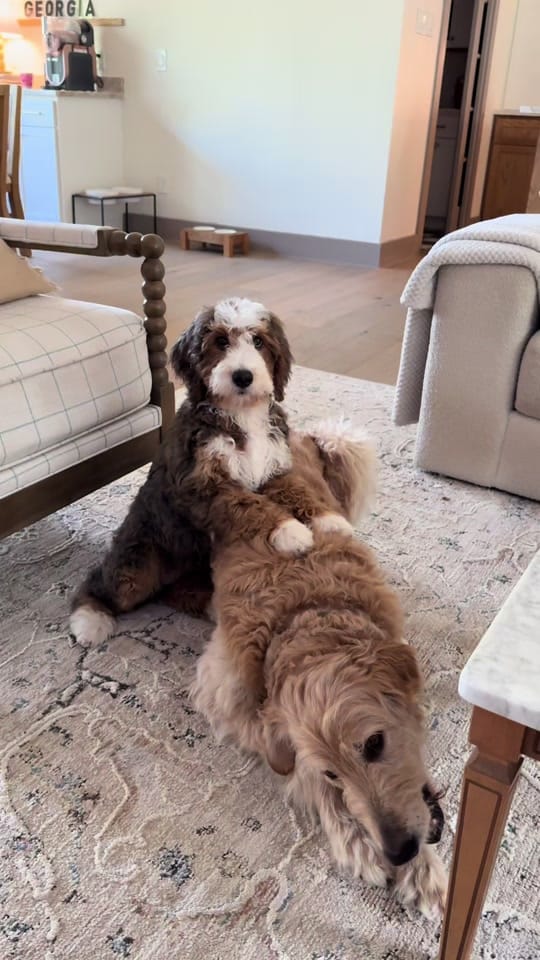 Post 2 by Shannon Worley on TikTok (video)