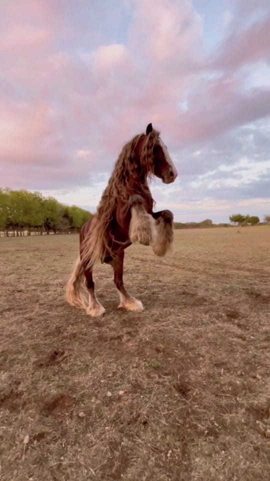 Post 8 by Samantha Dawn || Equine Photo on TikTok (video)