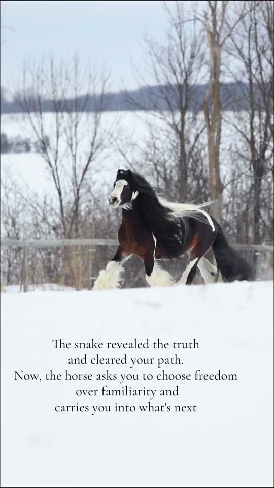 Post 2 by Samantha Dawn || Equine Photo on TikTok (video)