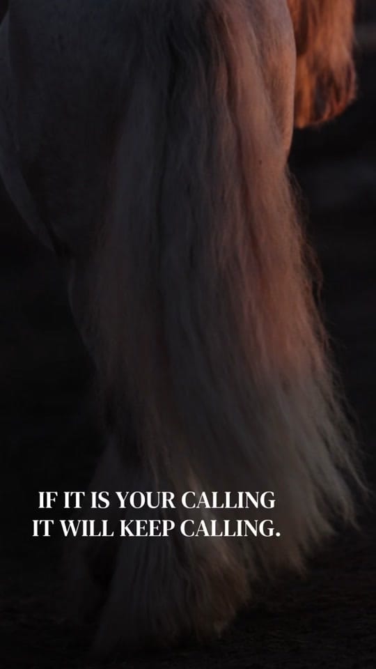 Post 3 by Samantha Dawn || Equine Photo on TikTok (video)