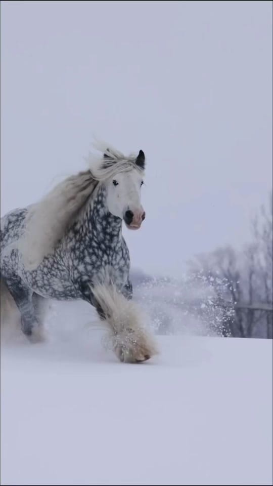 Post 1 by Samantha Dawn || Equine Photo on TikTok (video)
