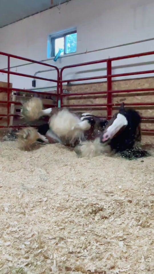Post 10 by Samantha Dawn || Equine Photo on TikTok (video)
