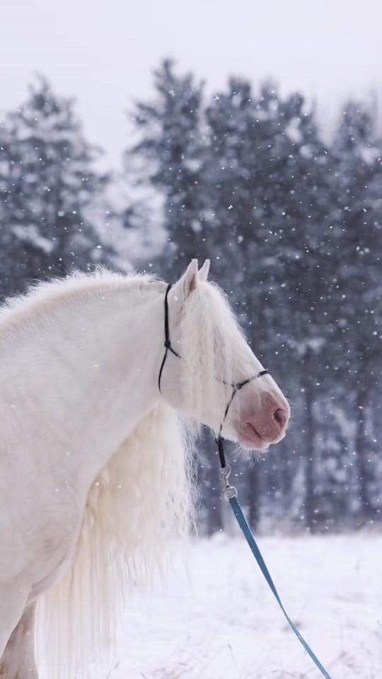 Post 4 by Samantha Dawn || Equine Photo on TikTok (video)