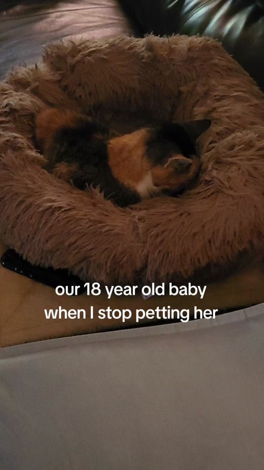 Post 5 by Ashleynicole on TikTok (video)