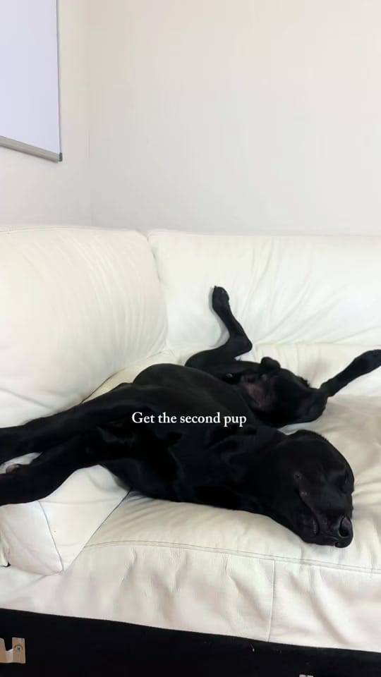 Post 2 by daniellamabery on TikTok (video)