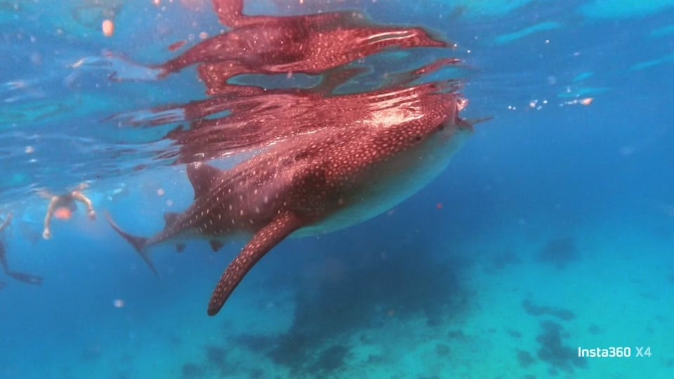 Post 5 by Aggieland Scuba on TikTok (video)