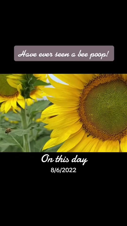 Post 1 by Southdakotmom on TikTok (video)