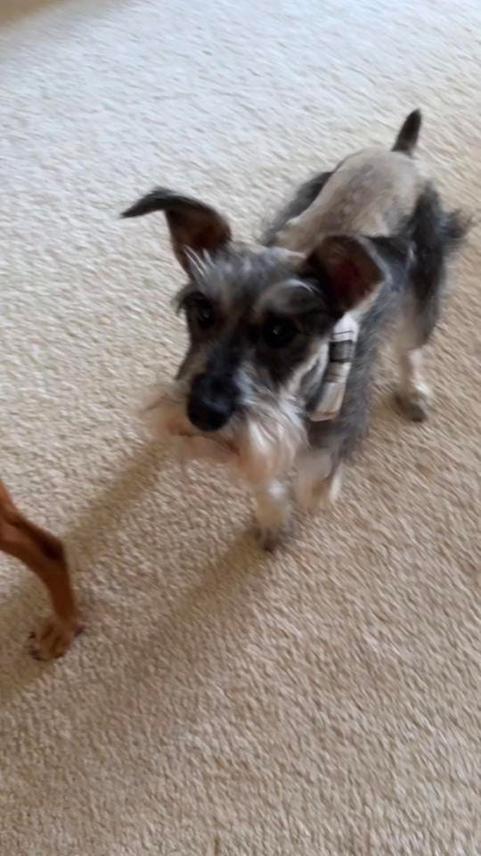 Post 2 by Jen Starr on TikTok (video)