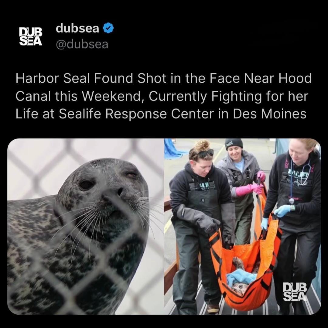Post 3 by dubsea on TikTok (video)