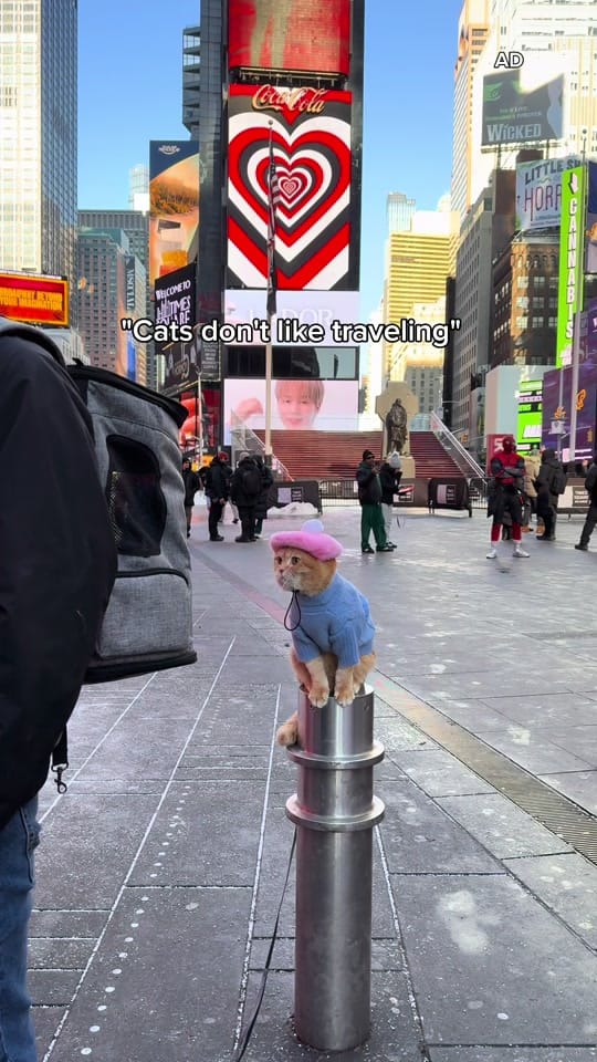 Post 2 by Spongecake_Mocha_Donut on TikTok (video)