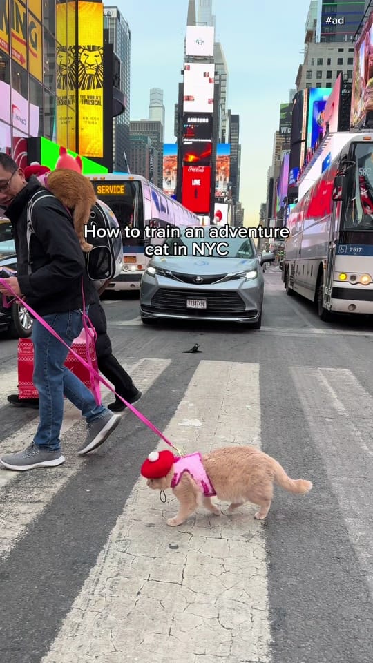 Post 4 by Spongecake_Mocha_Donut on TikTok (video)