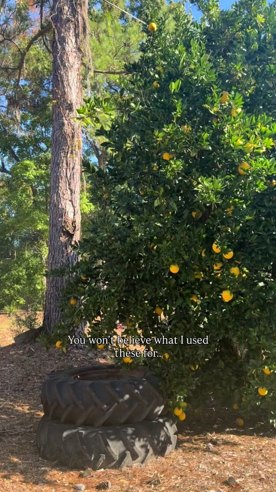 Post 7 by Megan Pinckney Rutherford on TikTok (video)