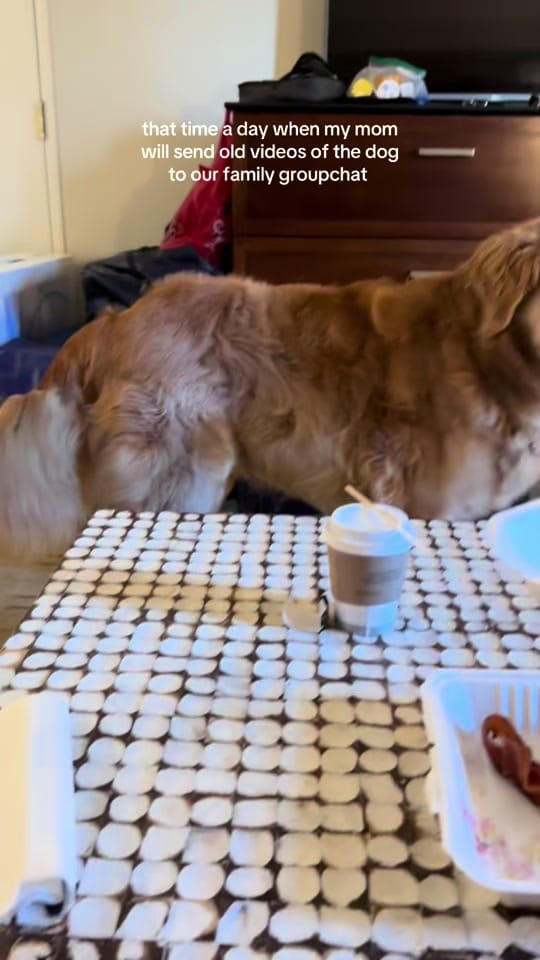 Post 4 by Lily Wakefield on TikTok (video)