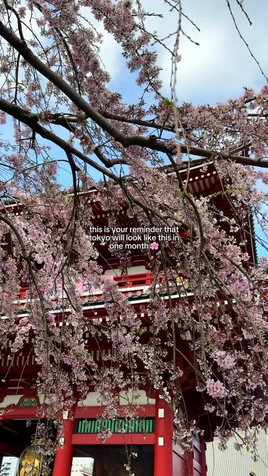 Post 6 by arabella on TikTok (video)