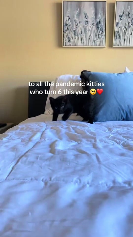 Post 5 by bylauraarante on TikTok (video)