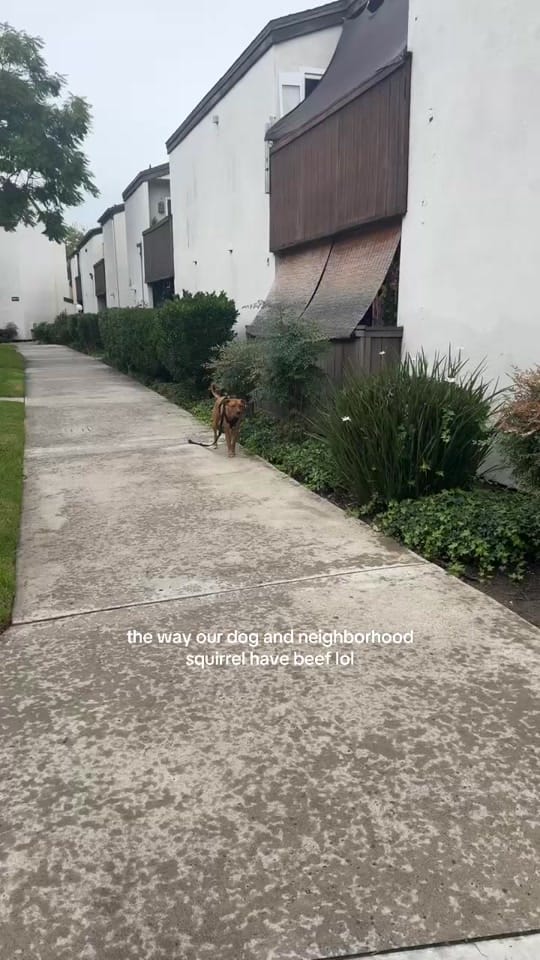 Post 9 by bylauraarante on TikTok (video)