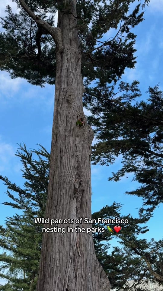 Post 6 by Emily Kager on TikTok (video)