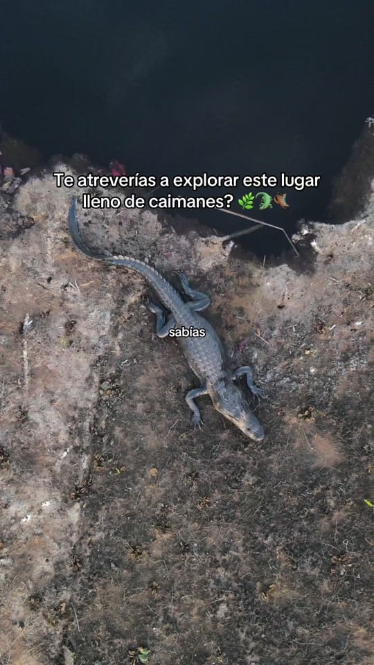 Post 10 by paolamorenou_ on TikTok (video)