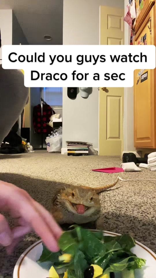 Post 10 by Holliewilton on TikTok (video)