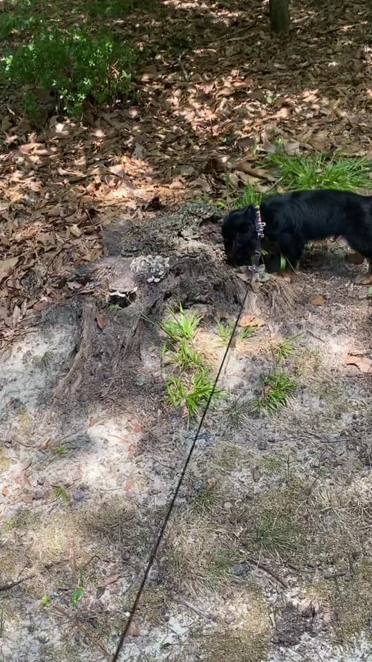 Post 6 by Holliewilton on TikTok (video)