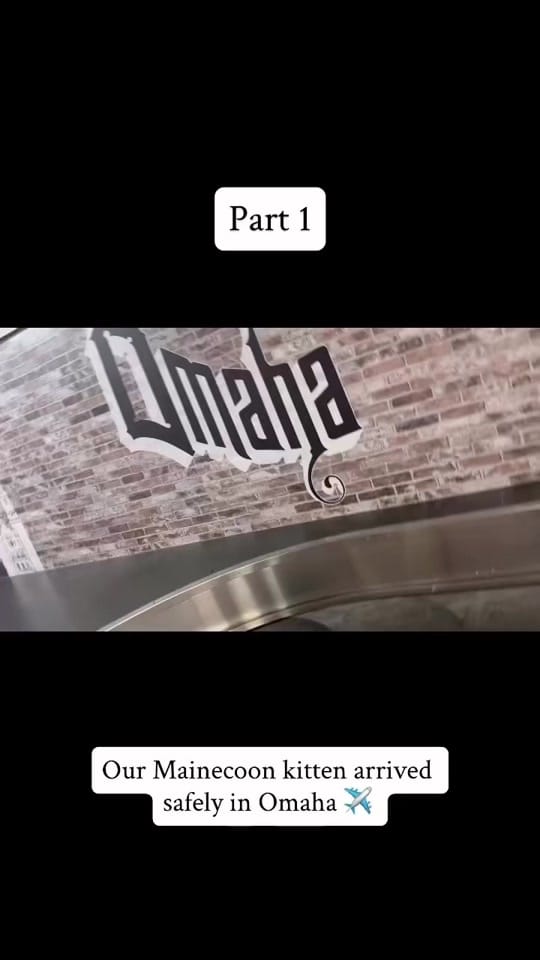 Post 8 by Jane Rozier on TikTok (video)