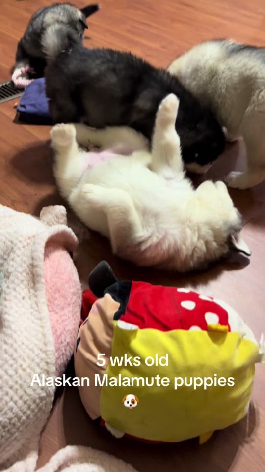 Post 2 by Mtn Ridge Malamutes 🐶❌💃🐾 on TikTok (video)